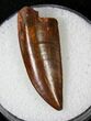 Very Large Raptor Tooth From Morocco - #19179-1